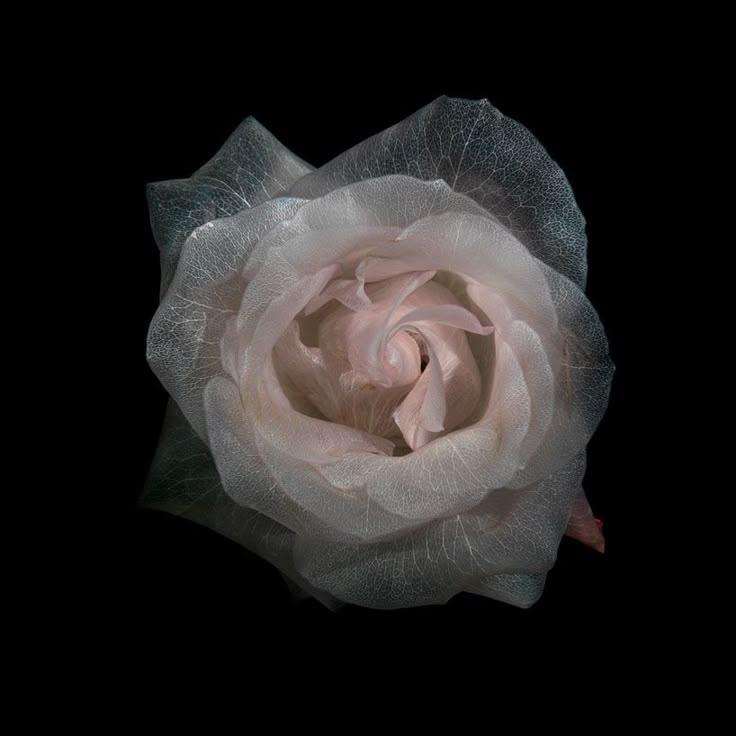 Celestial Blooms of Paradise Touch