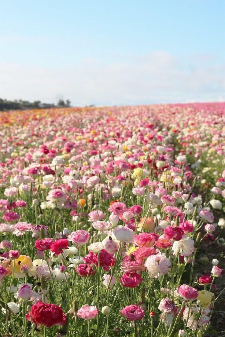 Serenade in Petals Symphony